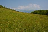 01_Prati in fiore